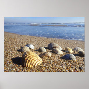 Poster EUA, Flórida, Conchas Marinhas Costeiras