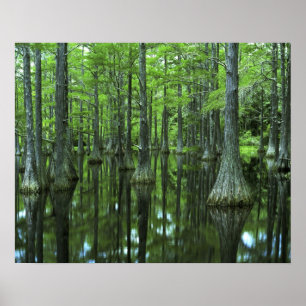 Póster EUA, Flórida, Floresta Nacional de Apalachicola, 
