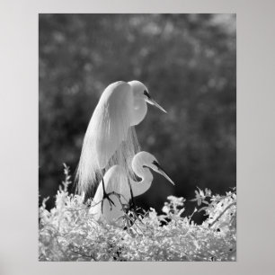 Poster EUA, Florida, grande infravermelho do Egret (Ardea