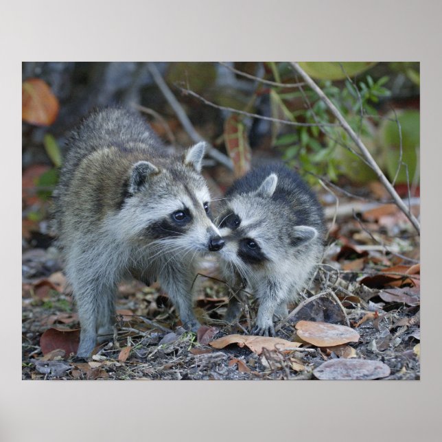 Póster EUA, Flórida, Sanibel, Ding Querido Nacional (Frente)