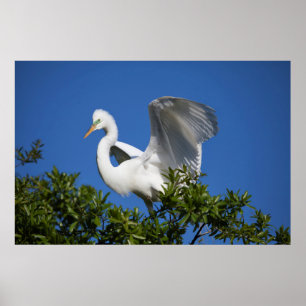 Poster EUA, Florida, St Augustine, Egret