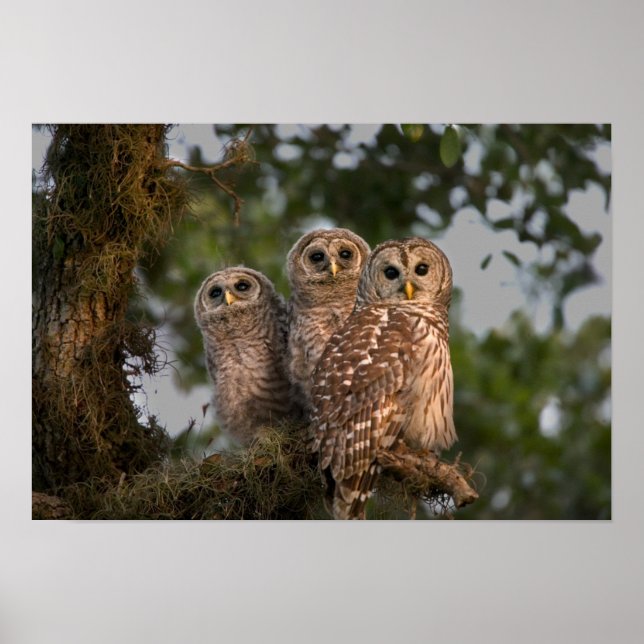 Poster EUA, Florida, Viera Wetlands. Três barrado (Frente)