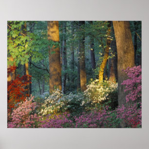 Poster EUA, Geórgia, Callaway Gardens, floresta de Azaléi