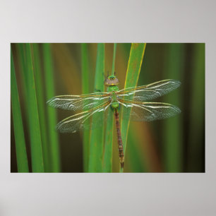 Poster EUA, Geórgia. Dragonfly verde-escuro nas sementes