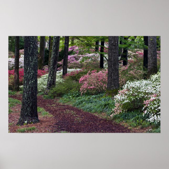 Poster EUA, Geórgia, Jardins Callaway. Caminho (Frente)