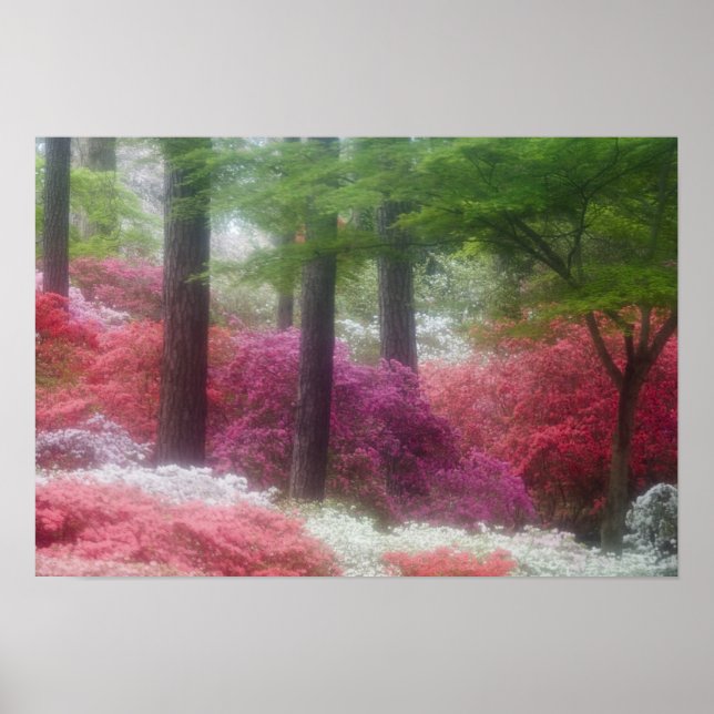 Poster EUA; Geórgia; Pine Mountain. Azaleas em (Frente)