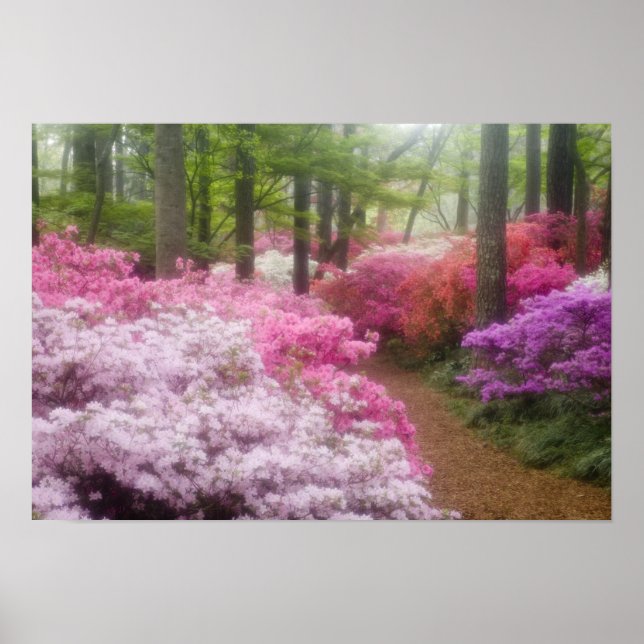 Poster EUA; Geórgia; Pine Mountain. Azaléias em (Frente)