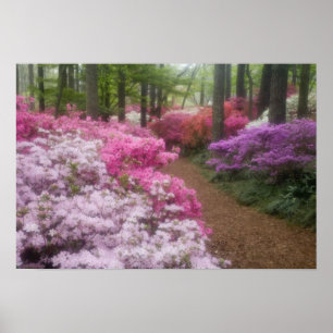 Póster EUA; Geórgia; Pine Mountain. Azaléias em 2