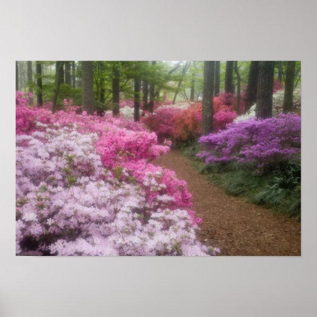 Póster EUA; Geórgia; Pine Mountain. Azaléias em 2 (Frente)