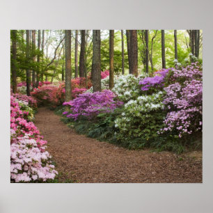 Póster EUA, Geórgia, Pine Mountain. Um caminho