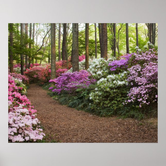 Póster EUA, Geórgia, Pine Mountain. Um caminho (Frente)