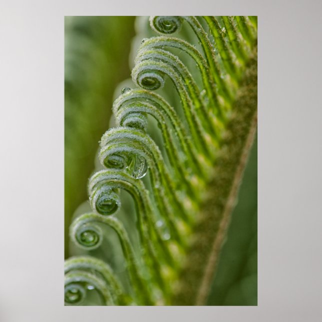 Póster EUA, Geórgia, Savana, Fechamento De Novas Fronteir (Frente)