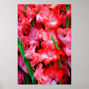 Póster EUA, Geórgia, Savannah, Buquê De Gladiolus