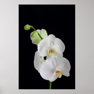Póster EUA, Geórgia, Savannah, Conjunto de Orquídeas