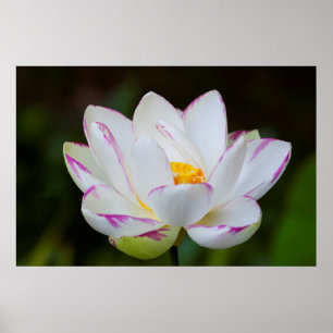 Poster EUA, Geórgia, Savannah, Flor Lootus Blooming