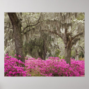 Poster EUA, Geórgia, Savannah, Primavera no Histórico