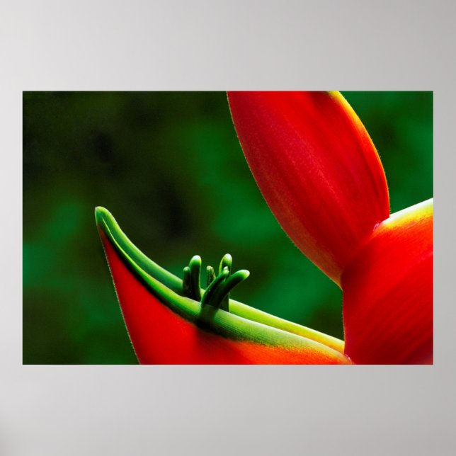 Póster EUA, Havaí, Hilo. Helicônia (Frente)