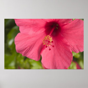 Póster EUA, Havaí, Kauai, Hibiscus
