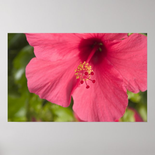 Póster EUA, Havaí, Kauai, Hibiscus (Frente)