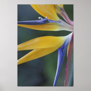 Póster EUA, Havaí, Maui, Hana, Pássaro do Paraíso
