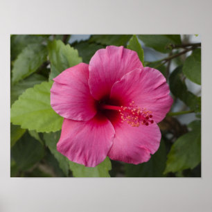 Póster EUA, Havaí, Oahu. O Hibisco é o 2