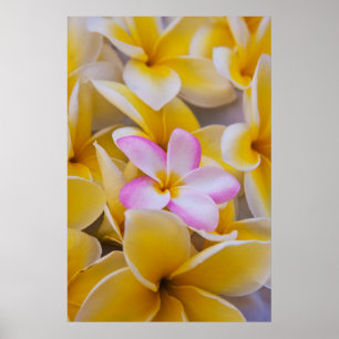 Poster EUA, Havaí, Oahu, Plumeria floresce 1