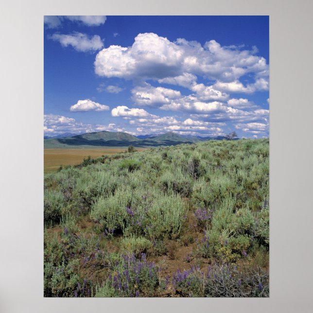 Póster EUA, Idaho, Camas Co. Sagebrush e lupina (Frente)