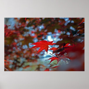 Poster EUA, Kansas. Cores de Outono