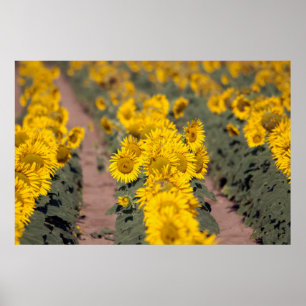 Poster EUA, Kansas. Girassóis (Helianthus Annuus)