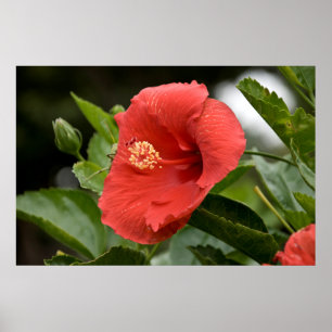 Póster EUA, Kansas, Hibisco Vermelho