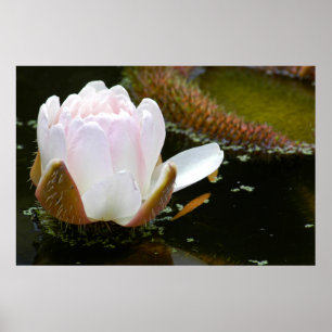 Poster EUA, Kansas, Rosa claro Water Lilly Blooming