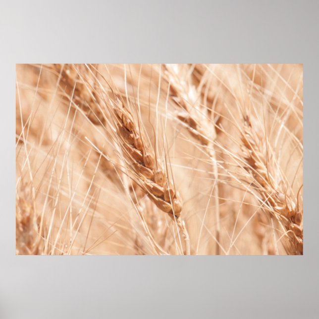 Poster EUA, Kansas, Trigo na época da colheita (Frente)