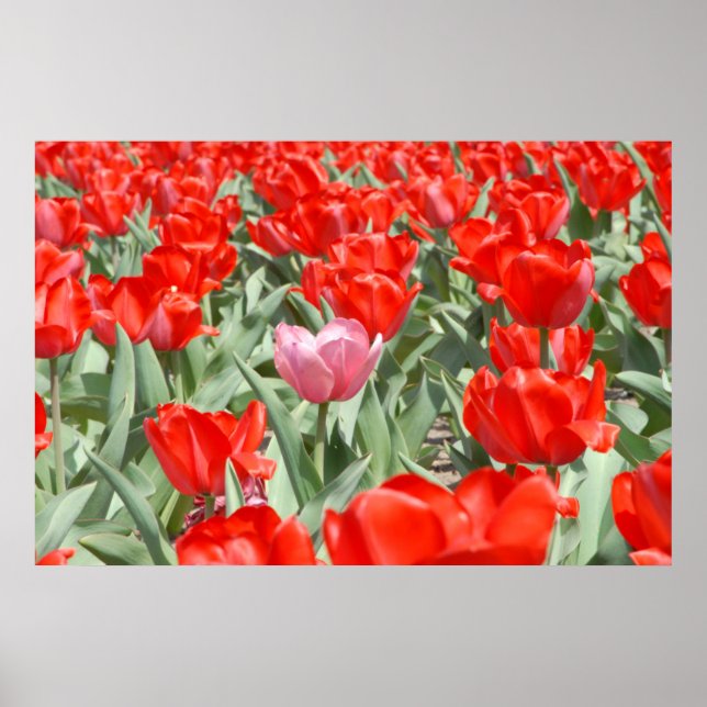 Poster EUA, Kansas, Tulipas Vermelhas Com Uma Tulipa Rosa (Frente)