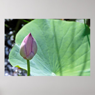 Póster EUA, Kansas, Water Lilly Ready Para Bloom