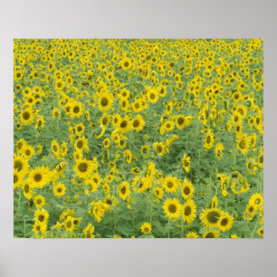 Poster EUA, Kentucky, Fayette County Pattern no campo