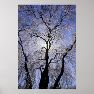 Póster EUA, Kentucky, Lexington. Árvore com iluminação tr