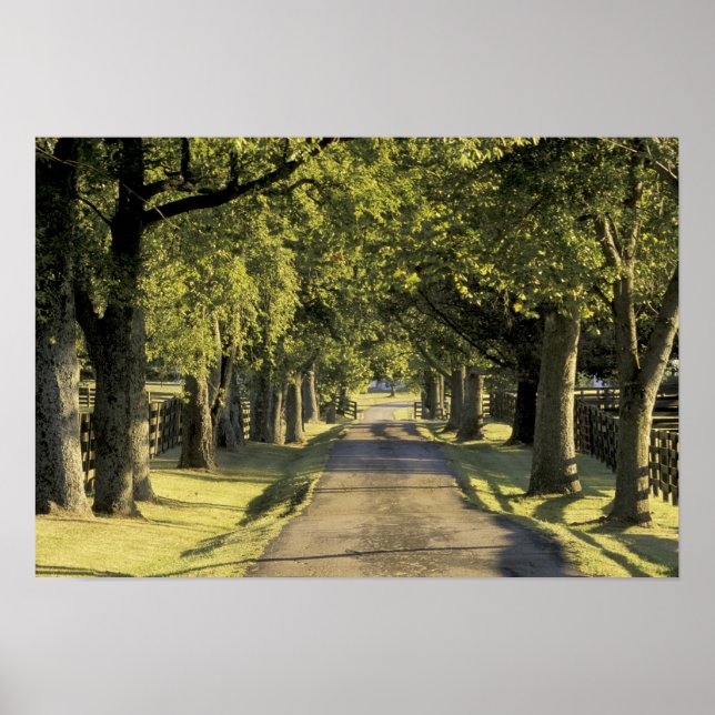 Poster EUA, Kentucky, Lexington. Via de deriva em árvore, (Frente)