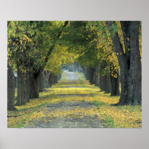 Poster EUA, Kentucky, Louisville. Estrada arborizada em