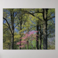 EUA, Kentucky, Louisville. Redbud Oriental