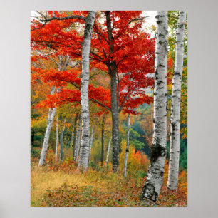 Póster EUA, Maine, Lago Wyman. Floresta De Bétula