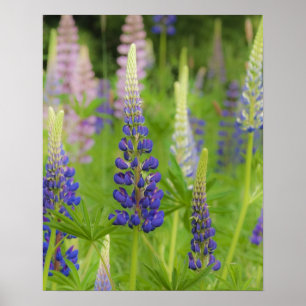 Poster EUA, Maine, Parque Nacional Acadia. Campo de