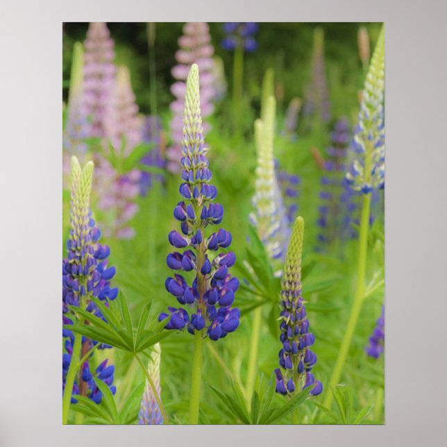 Poster EUA, Maine, Parque Nacional Acadia. Campo de (Frente)