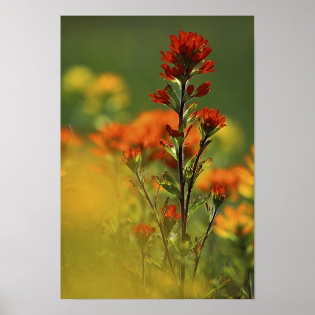 Póster EUA, Michigan, Ilha Drummond, Maxton Plains, (Frente)