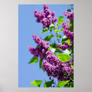 Póster EUA, Michigan, Lake Michigan, Ilha Mackinac