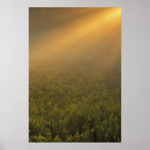 Poster EUA, Michigan, Prado de plantas de vara-de-ouro