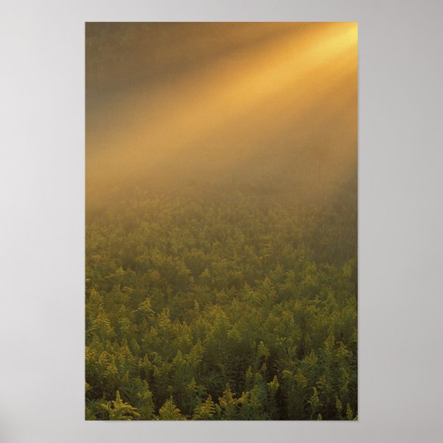 Poster EUA, Michigan, Prado de plantas de vara-de-ouro (Frente)