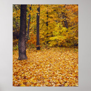 Poster EUA, Missouri, Condado de Boone, Maple Forest em