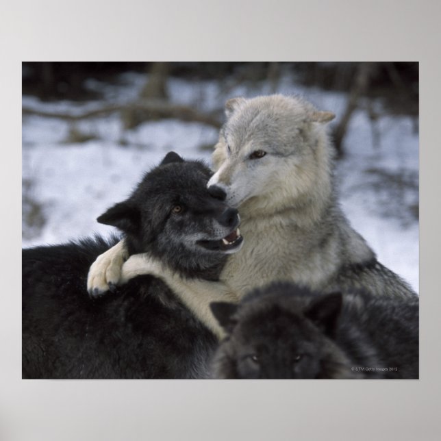 Póster EUA, Montana, Lobos jogando neve (Frente)