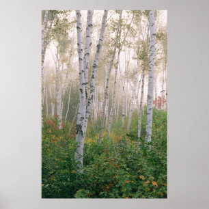 Póster EUA, New Hampshire. Árvores-de-bico em neblina