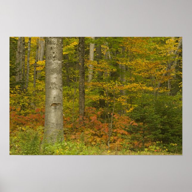 Póster EUA, New Hampshire, Livermore, White Mountain (Frente)